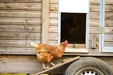 Brown chicken walking down a ramp from a wooden coop, Chicken (Gallus domesticus), Austria, Europe