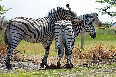 Zebras, zebra, plains zebra (Equus quagga), wild, free-living, safari, ungulate, animal, lovemaking, mating, love, couple, Namibia, Africa