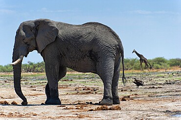 Elephant (Loxodonta africana), giraffe (Giraffa camelopardalis), steppe, aridity, drought, climate change, safari, tourism, travel, Savuti region, Chobe National Park, Botswana, Africa