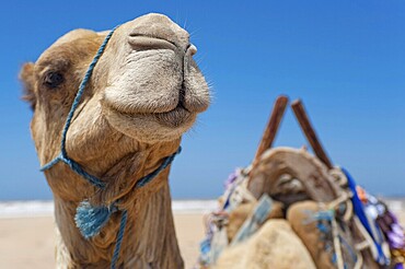 Dromedary (Camelus dromedarius), Arabian camel in head portrait, head, animal, farm animal, detail, funny, gag, humour, looks, fun, facial expression, laugh, laughing, beast of burden, Orient, oriental, riding, camel riding, Morocco, Africa