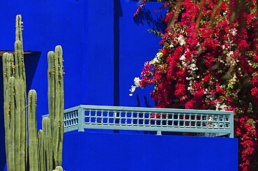 Majorelle Garden, botany, cactus, cacti, bougainvillea, flora, plant, botany, tropical, climate, architecture, indigo, blue, tree, park, decoration, attraction, travel, holiday, Marrakech, Morocco, Africa