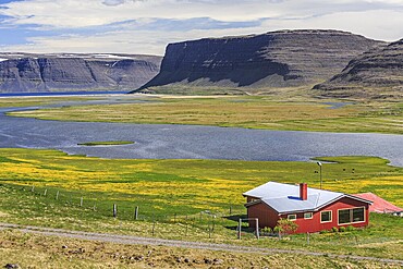 Red house, fjord, mountains, flower meadows, summer, sunny, Westfjords, Iceland, Europe