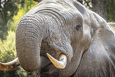 African elephant (Loxodonta africana) drinking, portrait, Manyeleti Game Reserve, South Africa, Africa