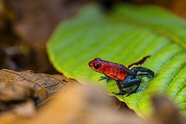 Strawberry poison-dart frog (Oophaga pumilio) sitting on a leaf, Heredia province, Costa Rica, Central America