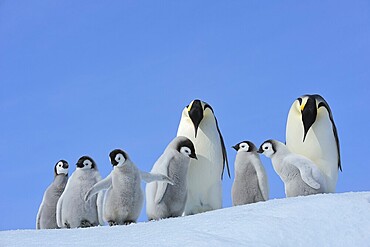 Emperor penguins, Aptenodytes forsteri, Pair with Chicks, Snow Hill Island, Antartic Peninsula, Antarctica