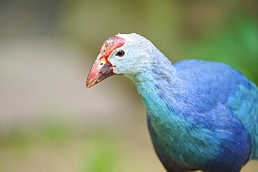 Western swamphen (Porphyrio porphyrio), portrait, Bavaria, Germany, Europe