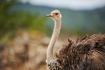 Common ostrich (Struthio camelus) female in the dessert, captive, distribution Africa