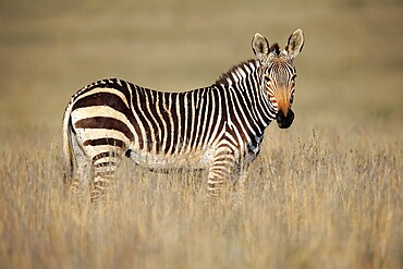 Cape Mountain Zebra (Equus zebra zebra), adult, foraging, Mountain Zebra National Park, Eastern Cape, South Africa, Africa