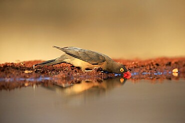 Red-billed oxpecker (Buphagus erythrorhynchus), adult, at the water, drinking, alert, Kruger National Park, Kruger National Park, Kruger National Park South Africa