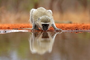 Vervet Monkey (Chlorocebus pygerythrus), adult, drinking, at the water, Kruger National Park, Kruger National Park, Kruger National Park South Africa