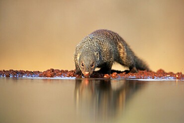 Zebra mongoose (Mungos mungo), adult, at the water, drinking, Kruger National Park, Kruger National Park, Kruger National Park South Africa