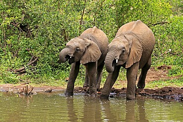 African elephant (Loxodonta africana), two young animals, at the water, drinking, Kruger National Park, Kruger National Park, South Africa, Africa