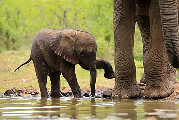 African elephant (Loxodonta africana), young animal, calf, baby elephant, mother, young animal with mother, at the water, drinking, Kruger National Park, Kruger National Park, South Africa, Africa