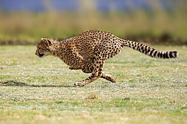 Cheetah (Acinonyx jubatus), subadult, half-grown young, hunting, running, running, Western Cape, South Africa, Africa