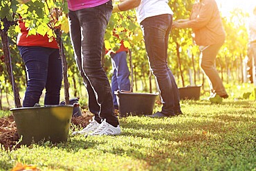 Grape grape harvest: Hand-picking Pinot Noir grapes in a vineyard in the Palatinate