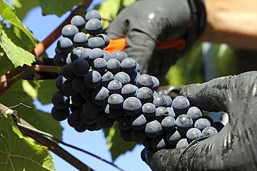 Grape grape harvest: Hand-picking Pinot Noir grapes in the Palatinate