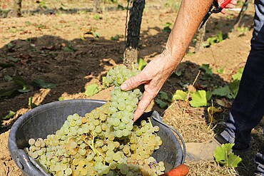 Grape grape harvest: Manual harvest of Chardonnay grapes in a vineyard in the Palatinate