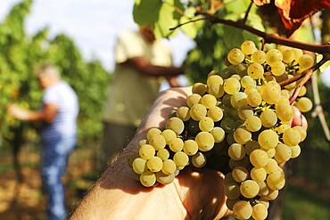 Grape grape harvest: Hand-picking of Chardonnay grapes in the Palatinate (Norbert Groß winery, Meckenheim)