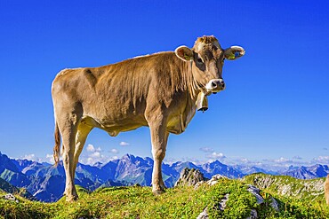 Young cattle, Allgäuer Braunvieh, domestic cattle (Bos primigenius taurus), on an alpine meadow at the Nebelhorn, near Oberstdorf, Allgäu Alps, Allgäu, Bavaria, Germany, Europe