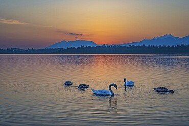 Mute swans (Cygnus olor), sunrise, Hopfensee, near Füssen, Ostallgäu, Allgäu, Upper Swabia, Swabia, Bavaria, Germany, Europe