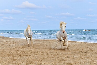 Two white Camargue horses galloping along the beach, the sea in the background, under a cloudy sky, Camargue, France, Europe