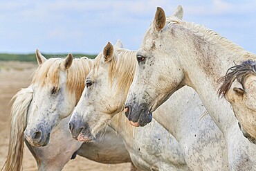 Four white Camargue horses standing relaxed on the beach under a cloudy sky, Camargue, France, Europe