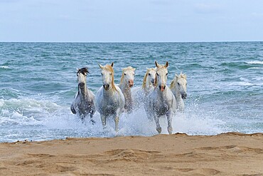 White Camargue horses galloping through the surf on the beach, dynamic and powerful scene, Camargue, France, Europe