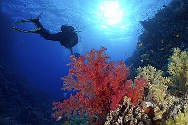 Hemprich's tree coral (Dendronephthya hemprichi) and backlit diver, Fury Shoals reef dive site, Red Sea, Egypt, Africa