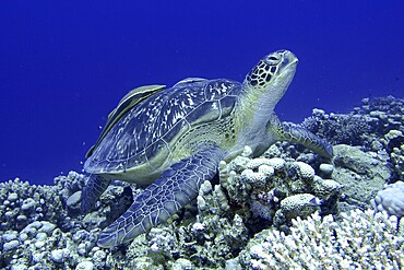 Green turtle (Chelonia mydas) with ship holder (Remora remora), dive site House Reef, Mangrove Bay, El Quesir, Egypt, Red Sea, Africa