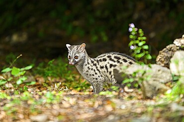 Common genet (Genetta genetta), wildlife in a forest, Montseny National Park, Catalonia, Spain, Europe