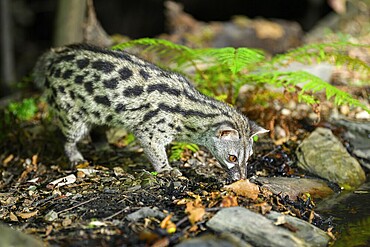 Common genet (Genetta genetta), wildlife in a forest, Montseny National Park, Catalonia, Spain, Europe