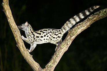 Common genet (Genetta genetta), climbing on a tree wildlife in a forest, Montseny National Park, Catalonia, Spain, Europe