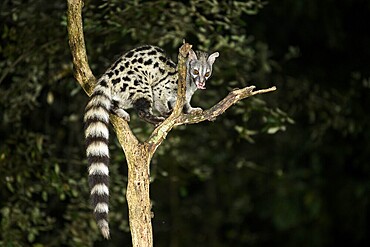 Common genet (Genetta genetta), climbing on a tree wildlife in a forest, Montseny National Park, Catalonia, Spain, Europe