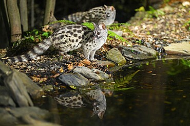 Young Common genet (Genetta genetta) at the shore of a lake, wildlife in a forest, Montseny National Park, Catalonia, Spain, Europe