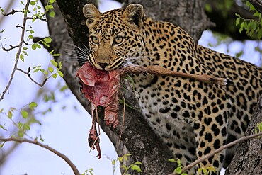 Leopard (Panthera pardus), adult, in tree, with prey, portrait, Sabi Sand Game Reserve, Kruger NP, Kruger National Park, South Africa, Africa