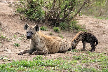 Spotted hyena (Crocuta crocuta), adult, juvenile, mother with juvenile, social behaviour, Sabi Sand Game Reserve, Kruger National Park, Kruger National Park, South Africa, Africa