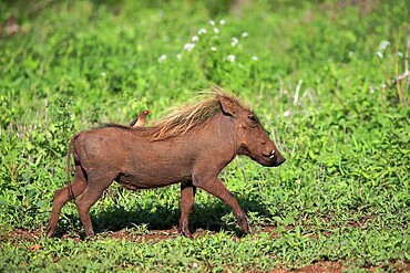 Warthog, (Phacochoerus aethiopicus), with red beak Oxpecker, (Buphagus erythrorhynchus), adult, running, foraging, alert, Kruger National Park, Kruger National Park, South Africa, Africa