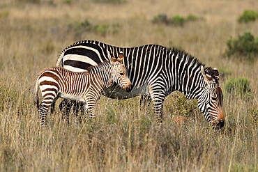 Cape Mountain Zebra (Equus zebra zebra), adult, juvenile, mother with juvenile, female, feeding, Mountain Zebra National Park, Eastern Cape, South Africa, Africa