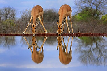 Black Heeler Antelope (Aepyceros melampus), adult, female, two, at the water, drinking, Kruger National Park, Kruger National Park, Kruger National Park South Africa