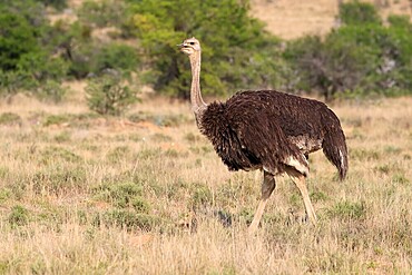 South African ostrich (Struthio camelus australis), common ostrich, adult, female, running, foraging, Mountain Zebra National Park, Eastern Cape, South Africa, Africa