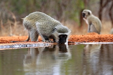 Vervet Monkey (Chlorocebus pygerythrus), adult, drinking, at the water, Kruger National Park, Kruger National Park, Kruger National Park South Africa