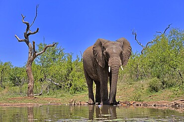 African elephant (Loxodonta africana), bull, male, at the water, drinking, Kruger National Park, Kruger National Park, South Africa, Africa