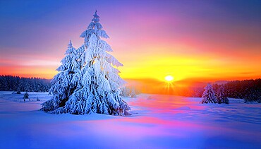 Serene winter landscape with a snow covered tree and a vibrant sunrise, AI generated