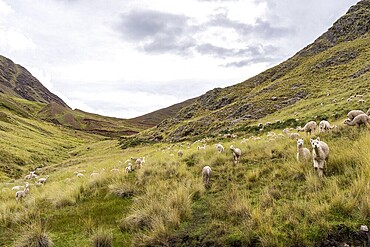 Alpaca (Lama pacos), Pallay Punchu Rainbowmountain, Layo, Peru, South America