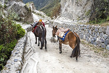 Mules on the way to the lagoon, Laguna Quilotoa, Cotopaxi Province, Ecuador, South America