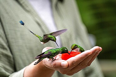 Young woman feeding hummingbirds, Mindo Forest Reserve, Mindo, Ecuador, Mindo Forest Reserve, Mindo, Ecuador, Mindo Forest Reserve, Mindo, Ecuador, South America