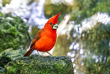 Vermilion cardinal (Cardinalis phoeniceus), Aviario Nacional de Colombia, Via Baru, Province of Cartagena, Bolivar, Colombia, South America