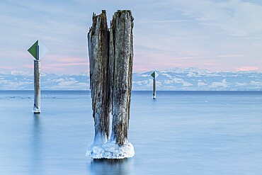 Icy wooden piles in the still, blue water under an expansive sky in winter, harbour, Immenstaad, Lake Constance, Baden-Württemberg, Germany, Europe