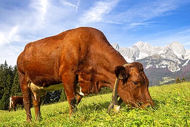 Cow on a mountain pasture near Going, Tyrol. The Wilder Kaiser massif can be seen in the background