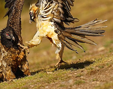 Two bearded vulture (Gypaetus barbatus), fighting, Catalonia, Pyrenees, Spain, Europe